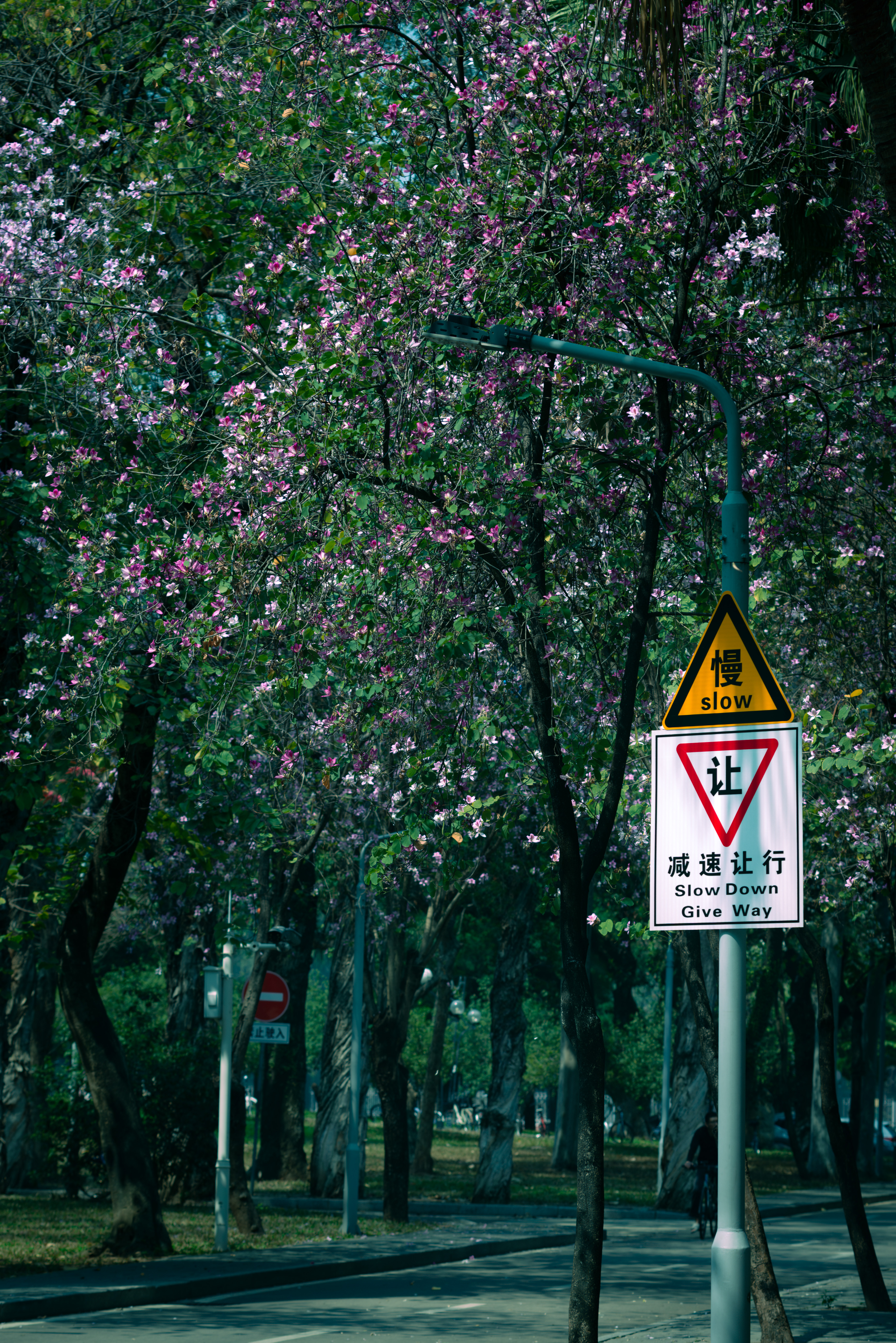 “花开。摄于中大逸仙路边。NIKON D610 100MM F2”